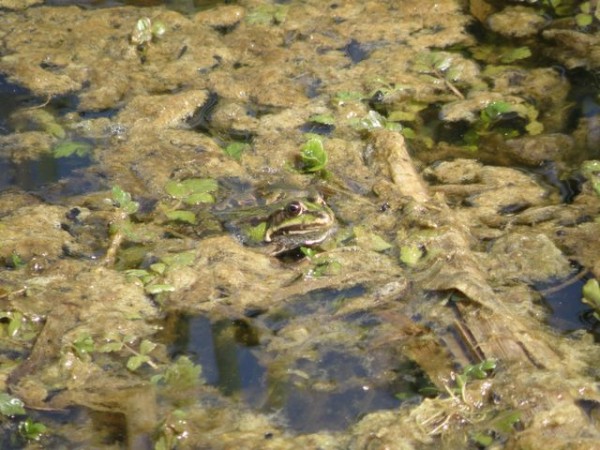 94_grenouille
