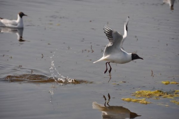 envol_mouette_rieuse