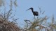ibis_noir_pont_gau_nruaux_0040