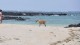 010_chien_peche