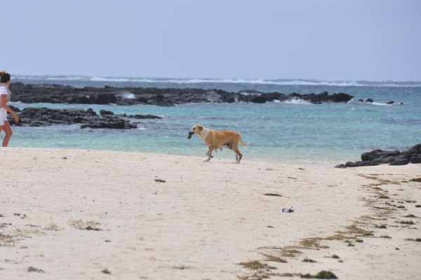 010_chien_peche
