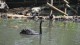 065_cygne_noir