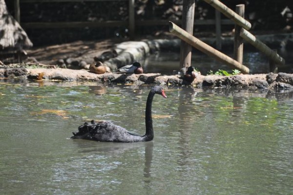 065_cygne_noir