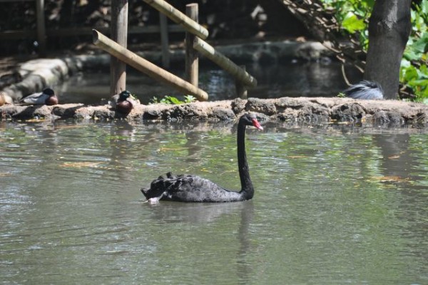 066_cygne_noir