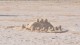 085_pates_sable