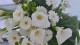 094_bouquet