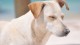 122_chien_errant_plage