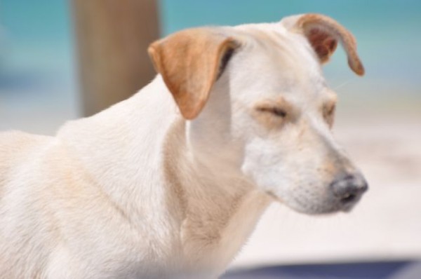 122_chien_errant_plage