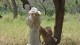 douga_george_04