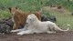 douga_george_05
