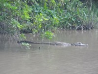 11_alligator