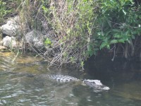 119_alligator
