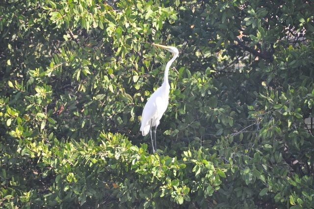 080_aigrette