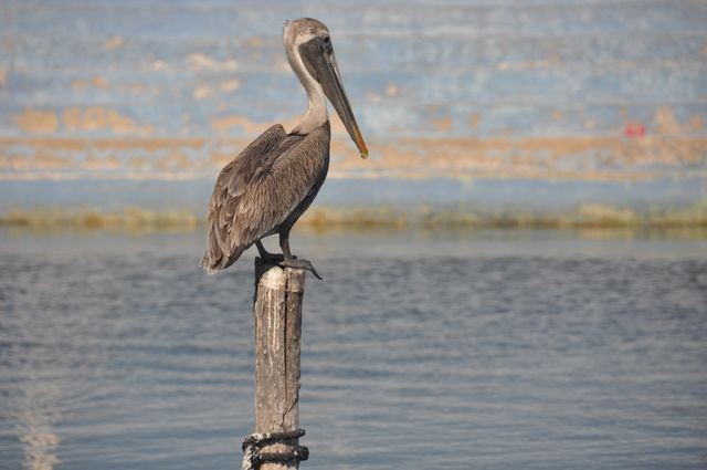 084_pelican