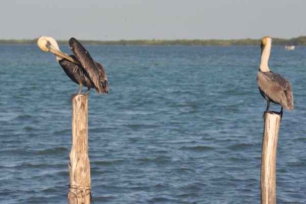 248_rio_lagartos_pelicans