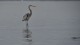 263_heron