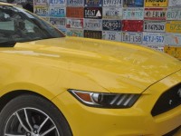 mustang_florida_03