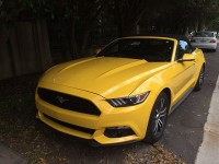 mustang_florida_05