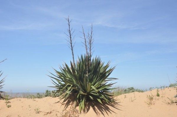 0018_chatelaillon_plage