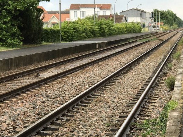 chatelaillon_gare_chat