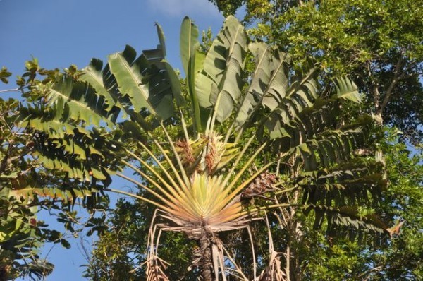 maurice_arbre_voyageur