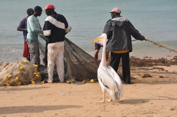 pelican_pecheurs_senegal