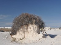 0454_white_sands_sumac