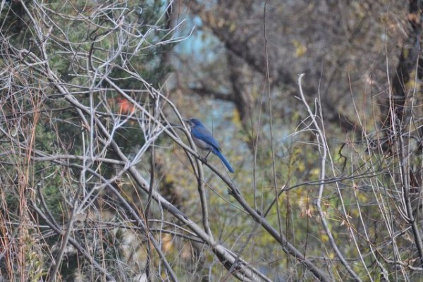0512_albuquerque_oiseau_bleu