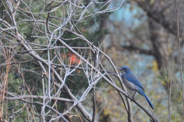 0513_albuquerque_oiseau_bleu
