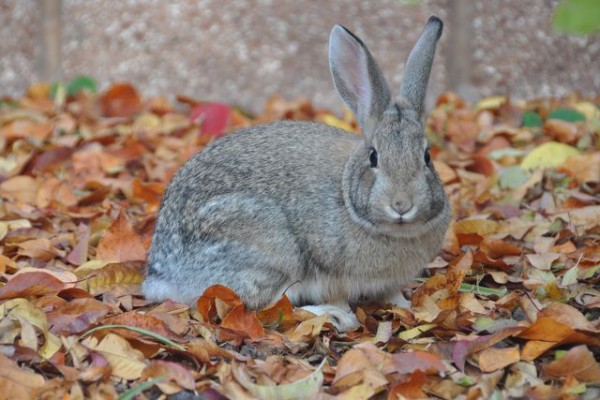 0514_albuquerque_lapin