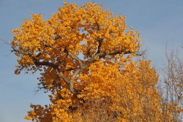 0526_albuquerque_automne