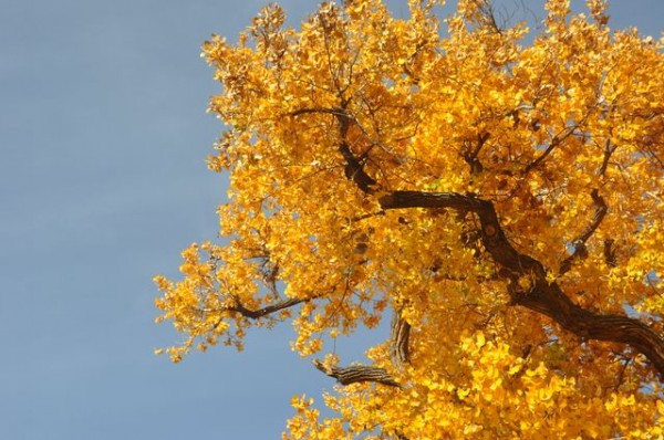 0530_albuquerque_automne