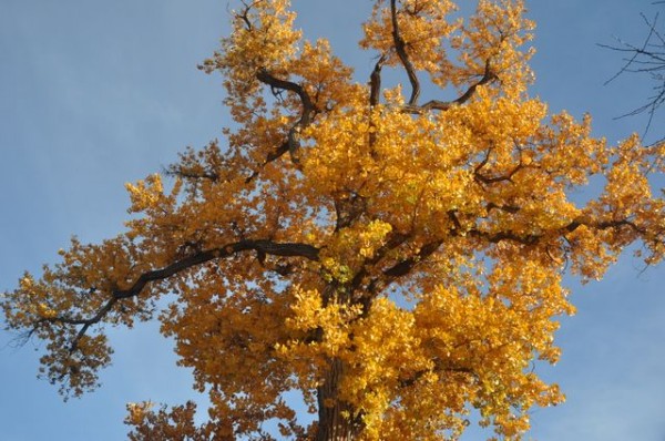0532_albuquerque_automne