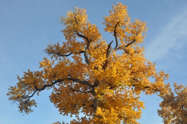 0535_albuquerque_automne
