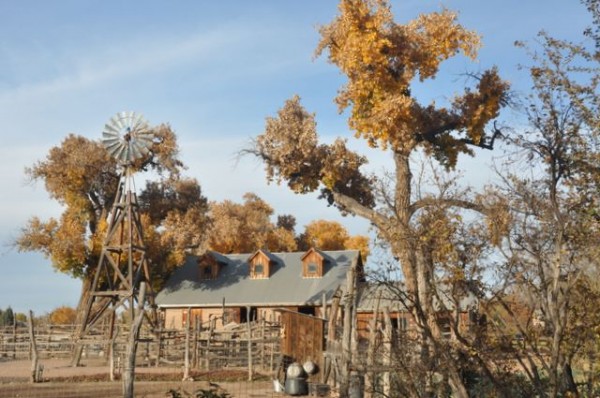 0536_albuquerque_cottonwood