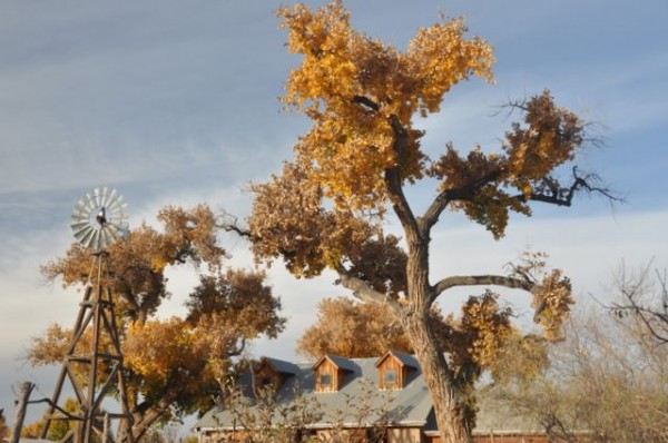 0538_albuquerque_cottonwood
