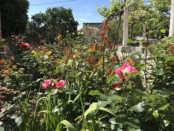 orebic_jardin_presbytere_2