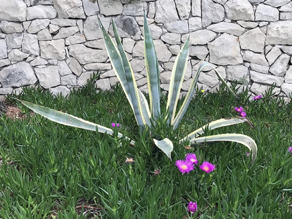 orebic_plantes_grasses_2