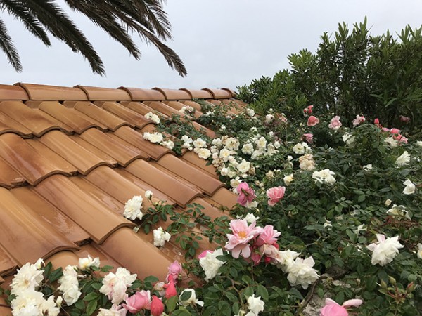 orebic_toit_roses_02