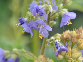 plantes_herbacees_jardin_grand_trianon_versailles_nruaux