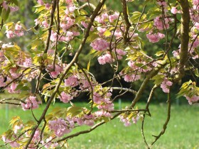 amandier_chine_jardin_petit_trianon_versailles_nruaux