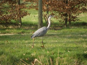 heron_jardin_petit_trianon_versailles_nruaux