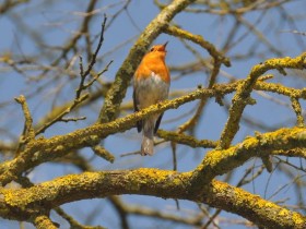 rouge_gorge_nruaux