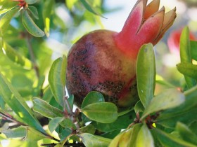 orangerie_grenade_nruaux