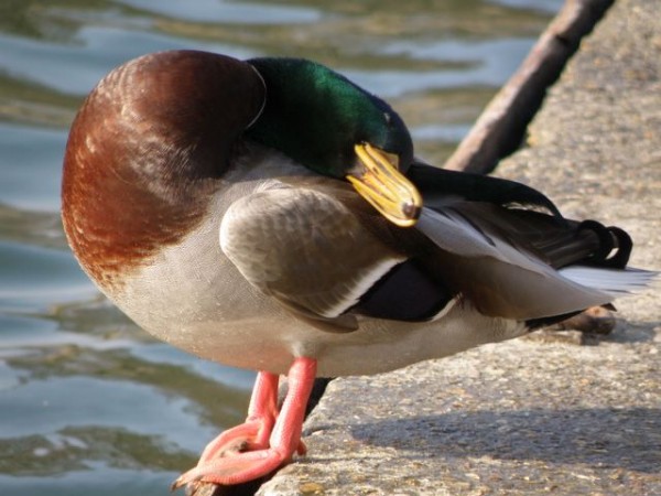 canard_5