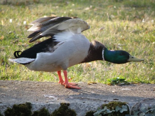 canard_8