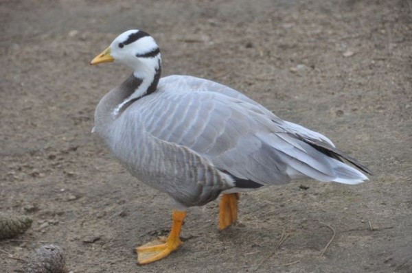 canard_9