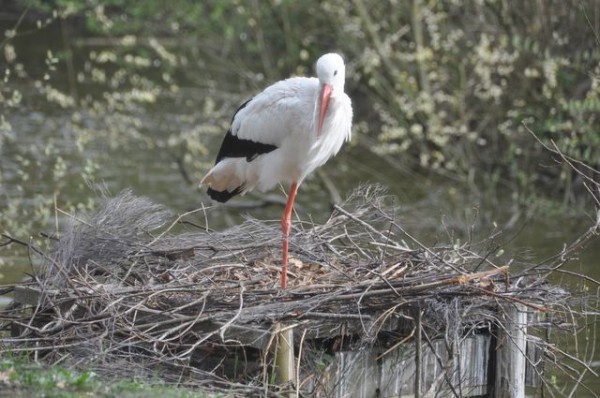 cigogne