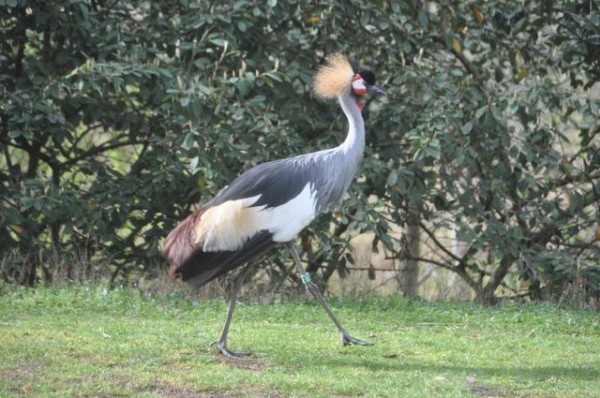 grue_couronne_1