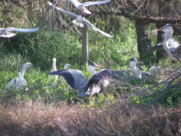 herons_et_aigrettes